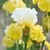 Iris germanica 'Collection C' x 6 (Bearded Iris)
