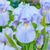 Iris germanica 'Collection C' x 6 (Bearded Iris)