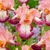 Iris germanica 'Collection C' x 6 (Bearded Iris)