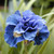 Iris sibirica 'Collectors Collection'