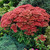 Sedum Flower Show Collection