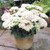 Sedum Flower Show Collection