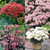 Sedum Flower Show Collection