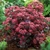 Sedum Flower Show Collection