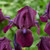 Iris pumila 'Collection' x 6