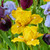 Iris pumila 'Collection' x 6