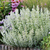 Calamintha Nepeta collection