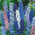 Delphinium Pacific Giant Mix (7cm Potted)