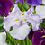 Iris ensata 'Dinner Plate Lady in Waiting'