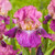 Iris germanica 'Vibrations'