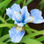 Iris sibirica 'Cambridge'