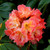 Rhododendron Collection B (13cm Pot)