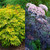 Sambucus Collection (3 Litre Pot)