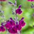 Salvia Nachtvlinder