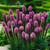 Liatris spicata 'Kobold'