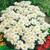 Leucanthemum x superbum 'Silver Princess'