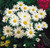 Leucanthemum x superbum
