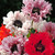 Papaver Mix