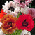 Papaver Mix
