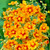 Helianthemum 'Bronze Carpet'