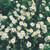Helianthemum 'The Bride'