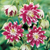 Aquilegia Double Barlow Collection