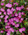 Erodium 'Bishop's Form'