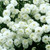 Achillea Collection (5cm Module)