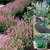 Lavender Collection (5cm Module)