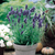Lavender Collection (5cm Module)
