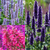 Agastache Collection