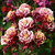 Aquilegia Winky Double Collection