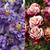 Aquilegia Winky Double Collection