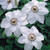 Clematis Hybrid Collection