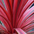 Cordyline Southern Splendour