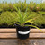 Yucca filamentosa 2L