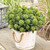 Skimmia Dwarf Collection