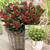 Skimmia Dwarf Collection