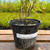 Fargesia nitida 'Black Pearl'