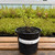 Ceanothus Concha Blue 2L