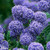 Ceanothus Concha Blue 2L