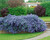 Ceanothus thyrsiflorus repens