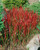 Imperata cylindrica 'Red Baron'