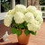 Hydrangea arborescens Annabelle