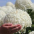Hydrangea arborescens Annabelle