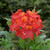 Azalea deciduous Collection (5)
