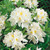 Azalea deciduous Collection (5)