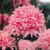 Azalea deciduous Collection (5)