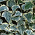 Hedera Glacier