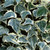 Hedera Collection